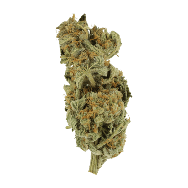 Gorilla Glue | MMJ Express Canada