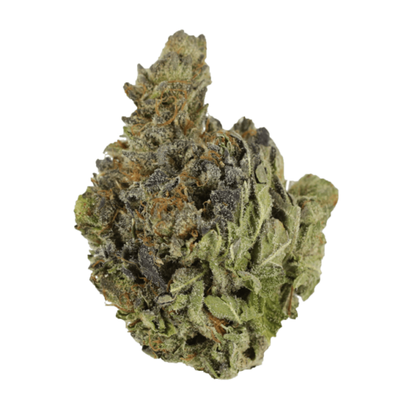 Chocolope | MMJ Express Canada