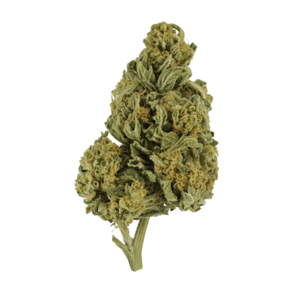 Blackwater | MMJ Express Canada