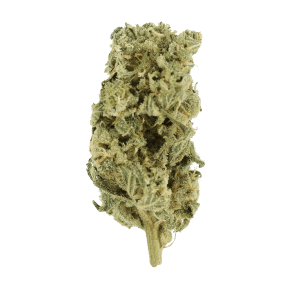 Night Terror | MMJ Express Canada
