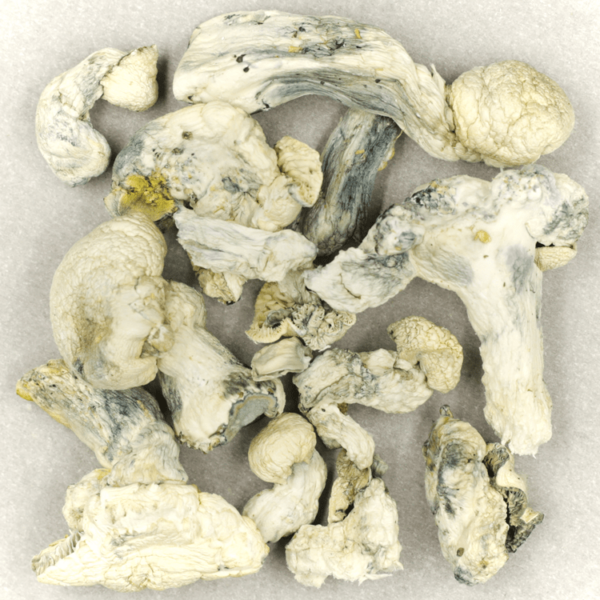 Cambodian Psilocybe Cubensis | MMJ Express Canada