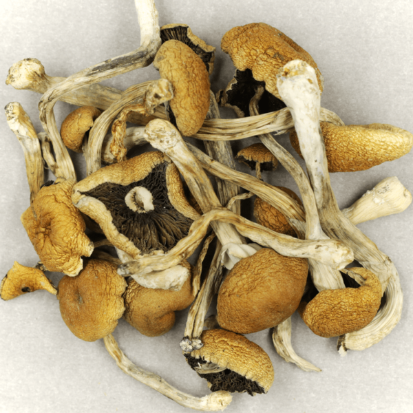Cambodian Psilocybe Cubensis | MMJ Express Canada