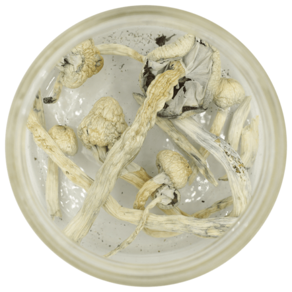 Great White Monster Cubensis | MMJ Express Canada