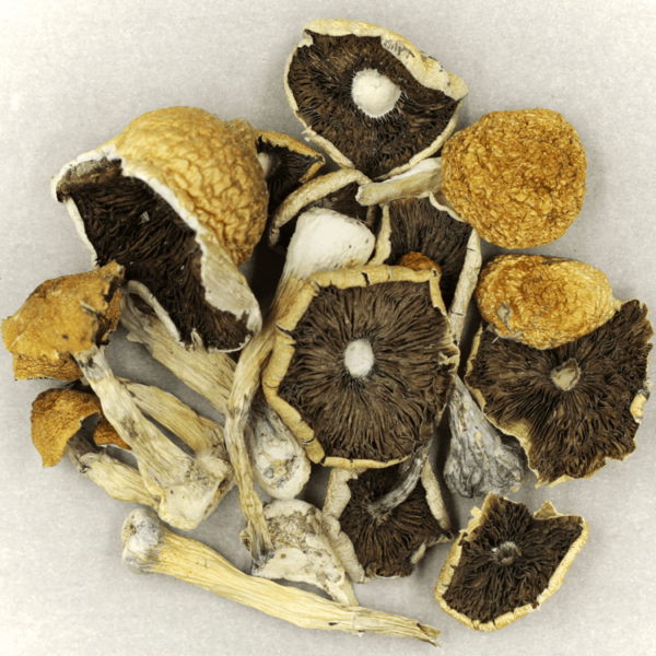 Penis Envy Cubensis | MMJ Express Canada