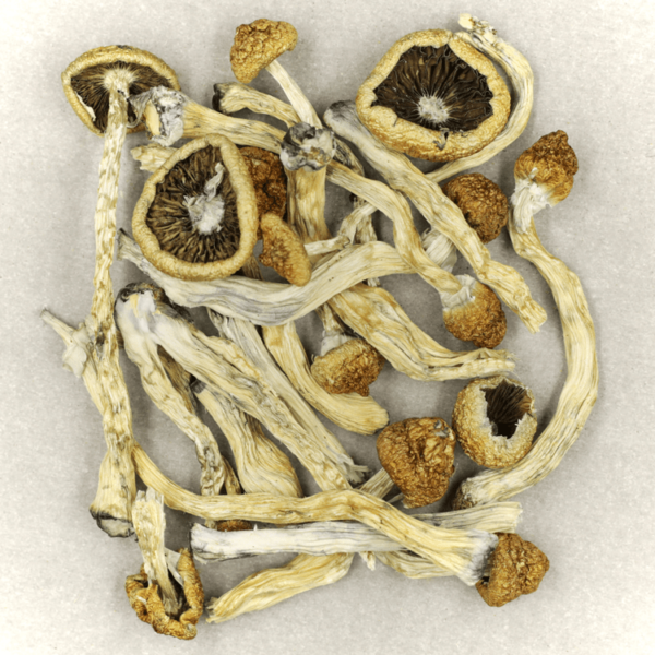 Texas Yellow Cap | MMJ Express Canada