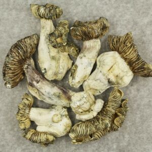 White Burma | MMJ Express Canada