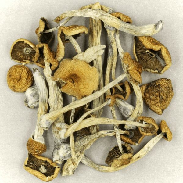 Psilocybe Cubensis Mexicana | MMJ Express Canada