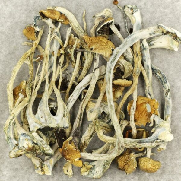 Amazonian Cubensis | MMJ Express Canada