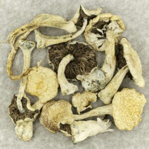 Leucistic Burma | MMJ Express Canada