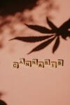 cannabis weed | MMJ Express Canada