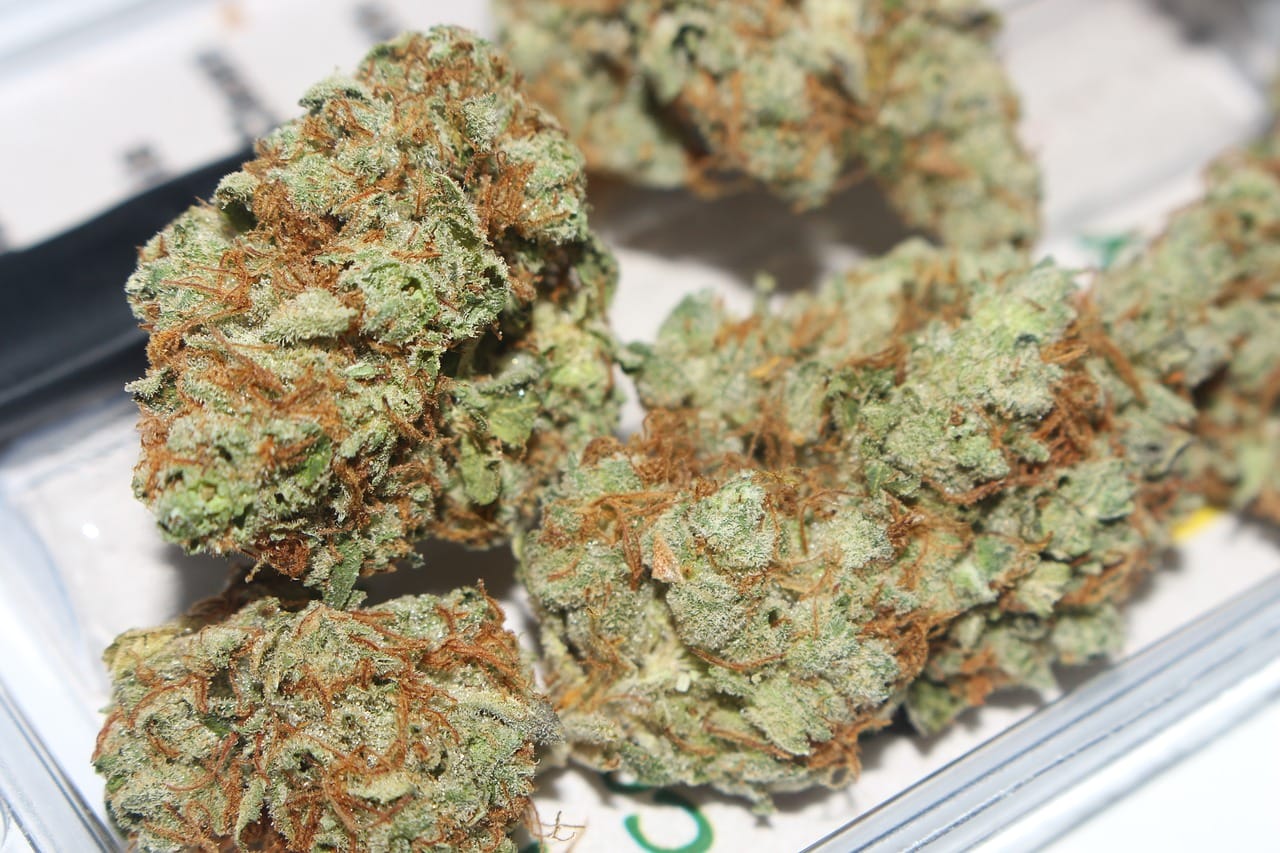 Hybrid cannabis Strains | MMJ Express Canada