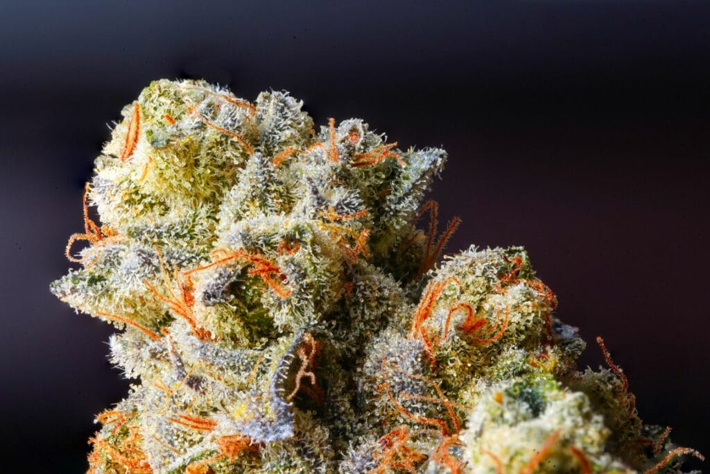 Weed Delivery Canada_ Top Hybrid Selection | MMJ Express Canada