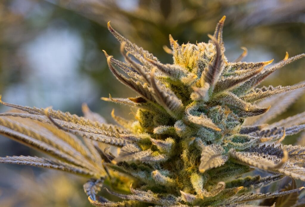 buy indica flower online in Canada | MMJ Express Canada